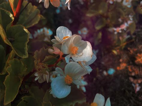 dewy little flower.